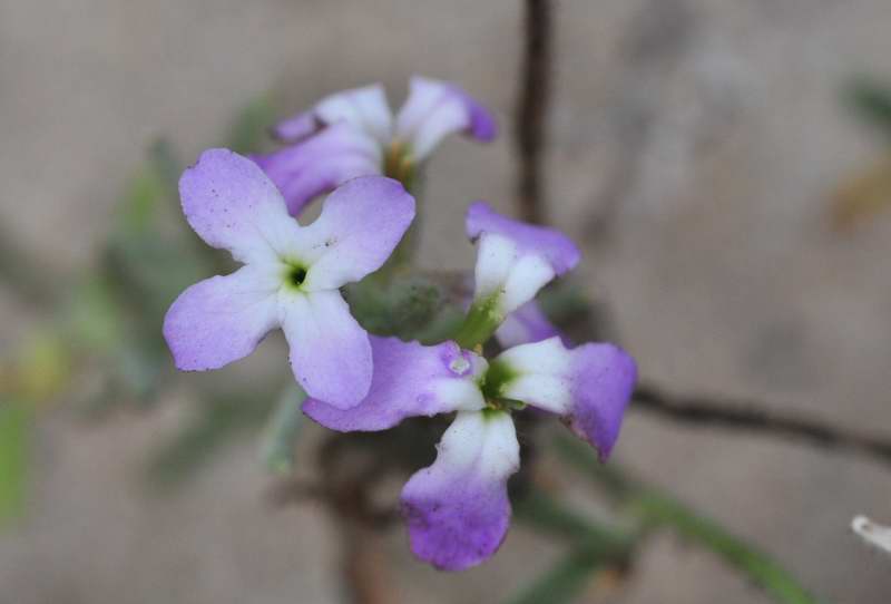 Matthiola sinuata e Matthiola tricuspidata